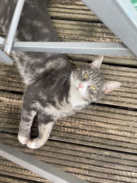 This is a picture of my cat. Where is a picture of your cat?