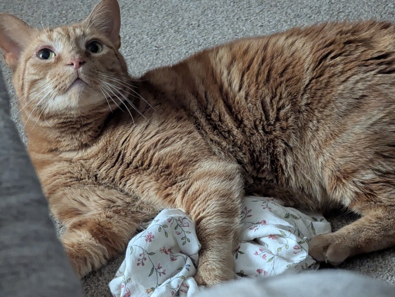 This is a picture of my cat. Where is a picture of your cat?