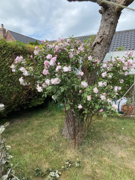 Why do people want to rip every plant out of their gardens?!