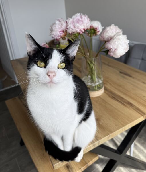 This is a picture of my cat. Where is a picture of your cat?