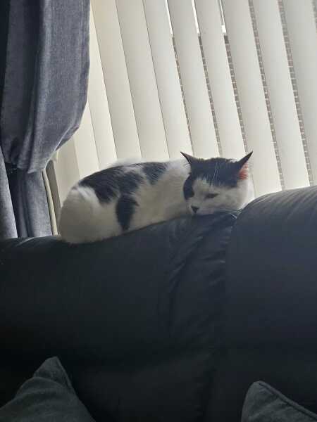 This is a picture of my cat. Where is a picture of your cat?