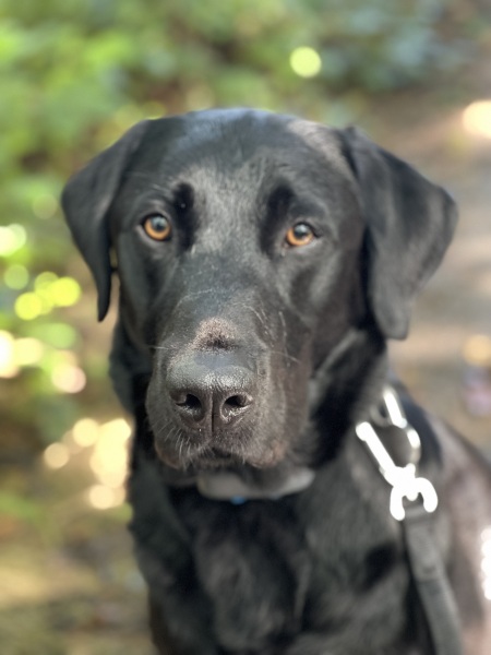 What breed mix would you put this chap as?