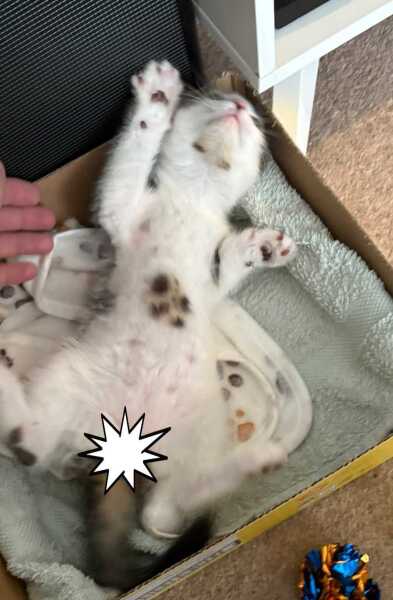 Kitten names needed, warning Kitty Porn!