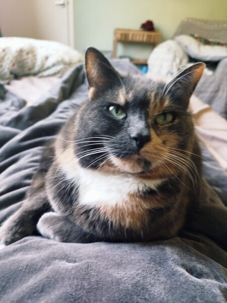 This is a picture of my cat. Where is a picture of your cat?