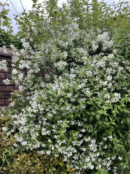 Is this mock orange?