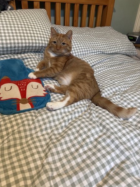 This is a picture of my cat. Where is a picture of your cat?