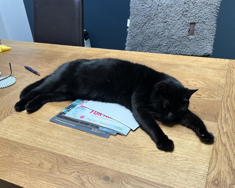 Get A Compass! The Excellent Cats embrace a new rallying cry