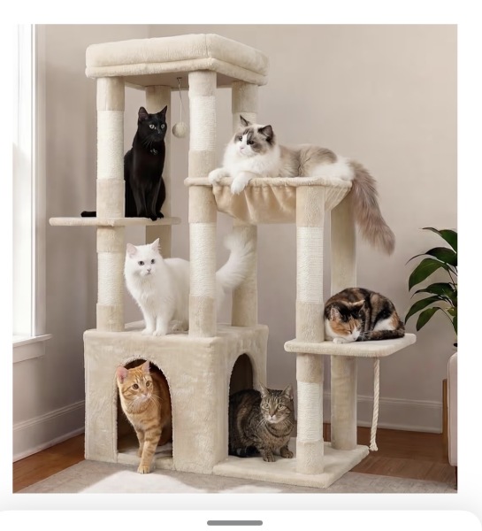 Recommendations for a sturdy cat tree for a Maine Coon kitten