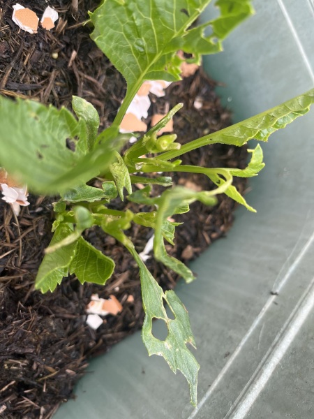 Someone is eating my dahlias
