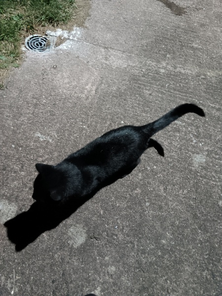 This is a picture of my cat. Where is a picture of your cat?