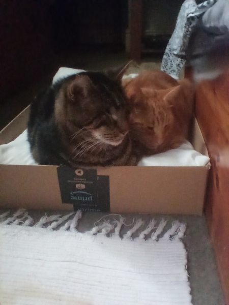 This is a picture of my cat. Where is a picture of your cat?