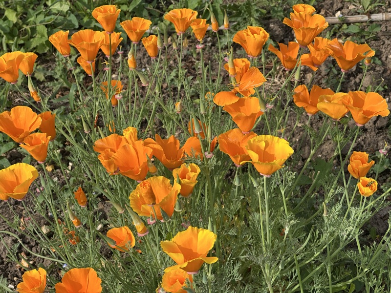 Year Round Nigel Slater discussion thread - Part 4