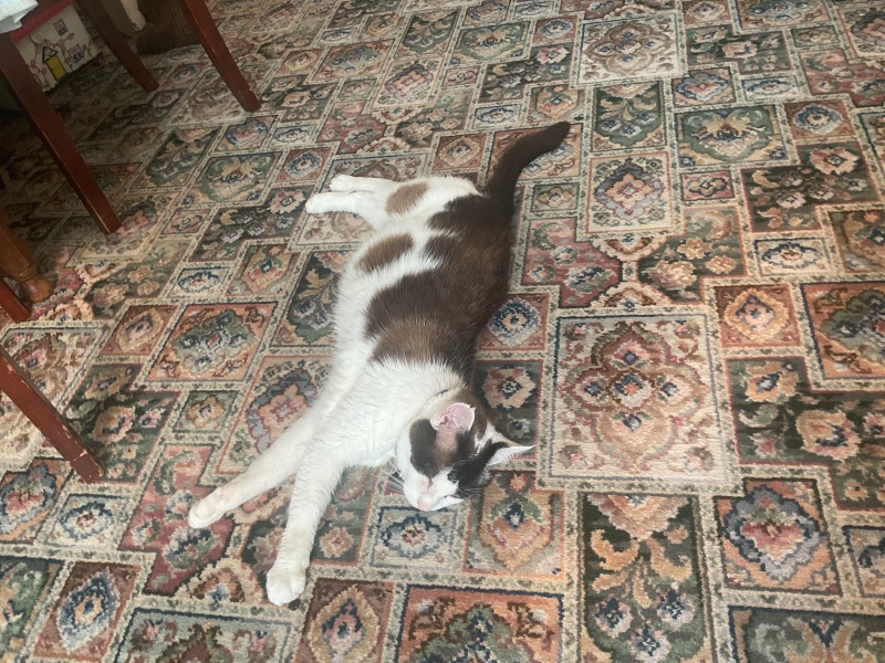 Don’t try this in the heat