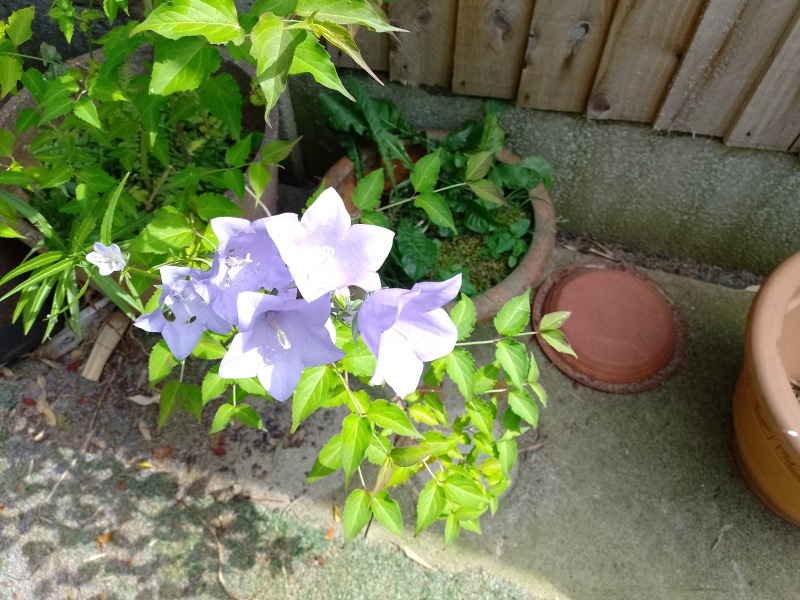 Can anyone identify this self-seeded flower growing in my pot?