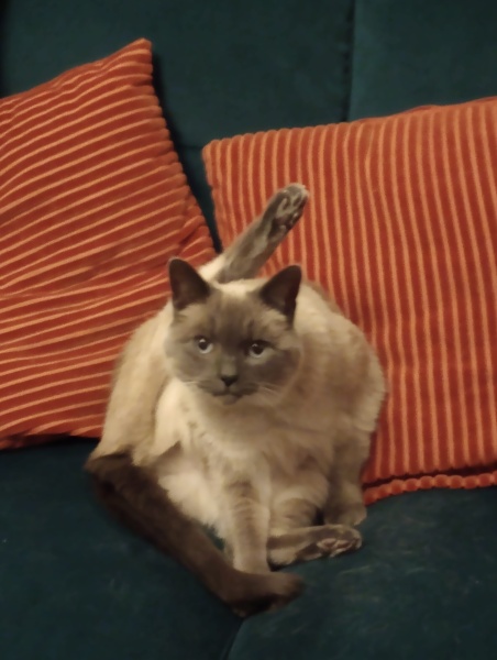 This is a picture of my cat. Where is a picture of your cat?