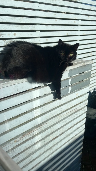 Is this a known cat pose or is mine just a (beautiful) weirdo?
