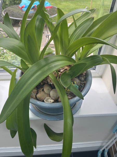 How to encourage amaryllis to dormancy?