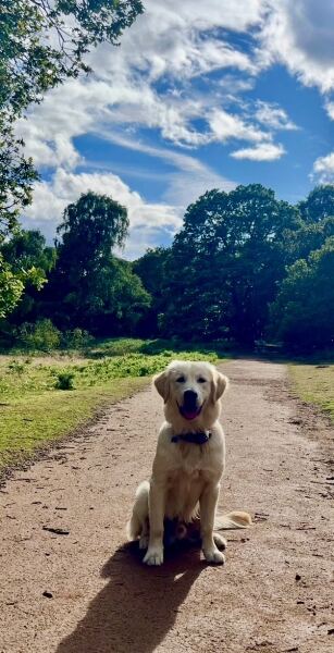 Moving from three meals to two - golden retriever