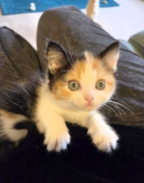 This is a picture of my cat. Where is a picture of your cat?