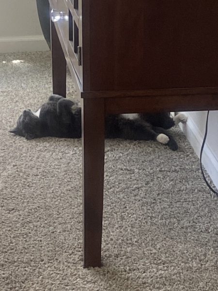 This is a picture of my cat. Where is a picture of your cat?