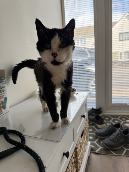 Our lovely old girl hasn’t come home….