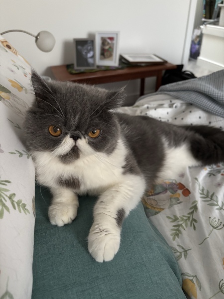 Pampered, Persian, Princess Penelope