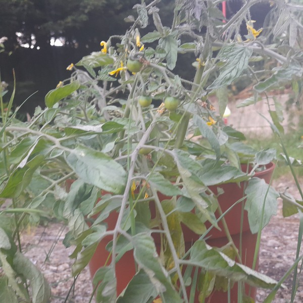 2026 Allotmenteers - have we lost the plot?!