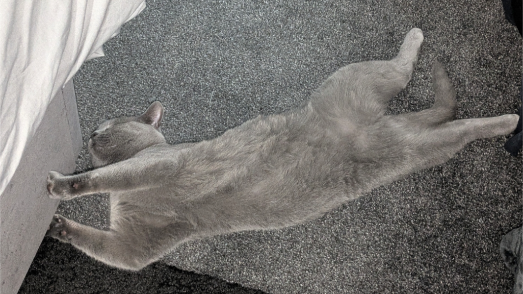 Molten cats
