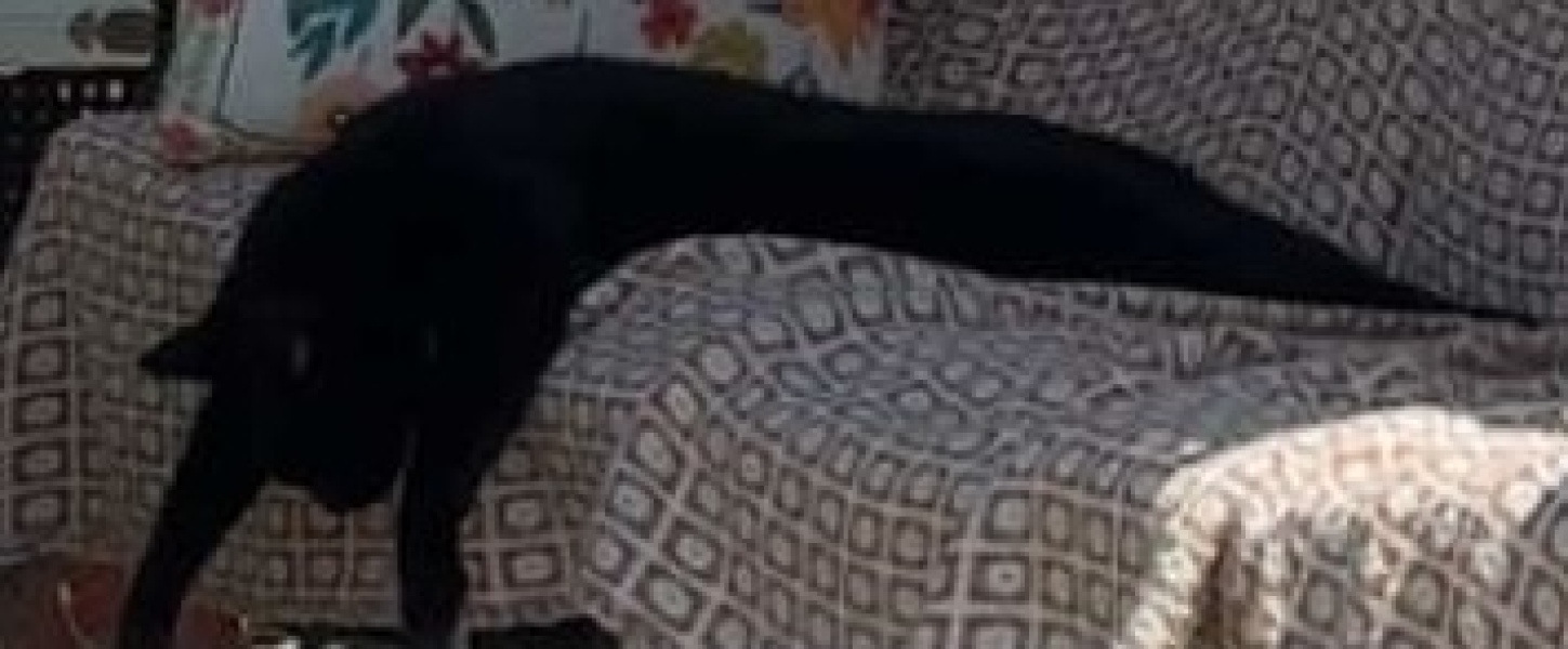 Is this a known cat pose or is mine just a (beautiful) weirdo?