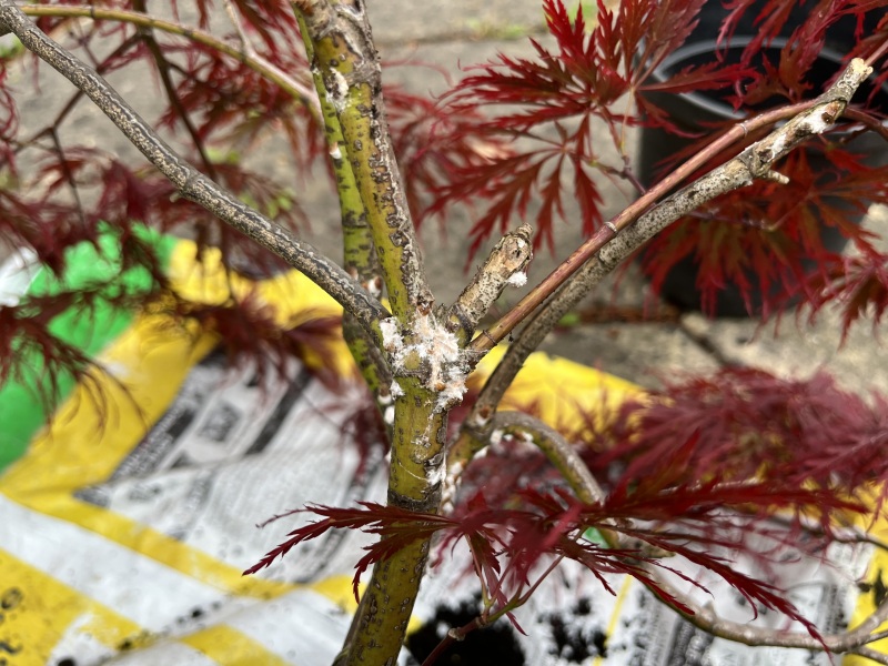 White gummy substance on Acer