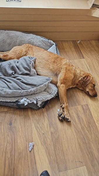 Heatwave! How are your doggos?