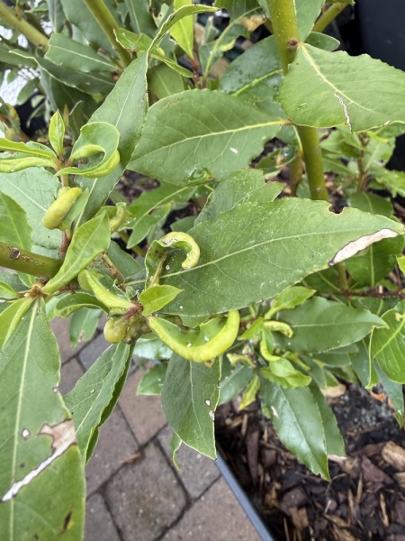 New bay leaf leaves distorted and how to reduce cutter ant or bee damage?