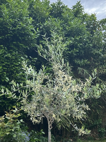 Please help me shape this Olive Tree