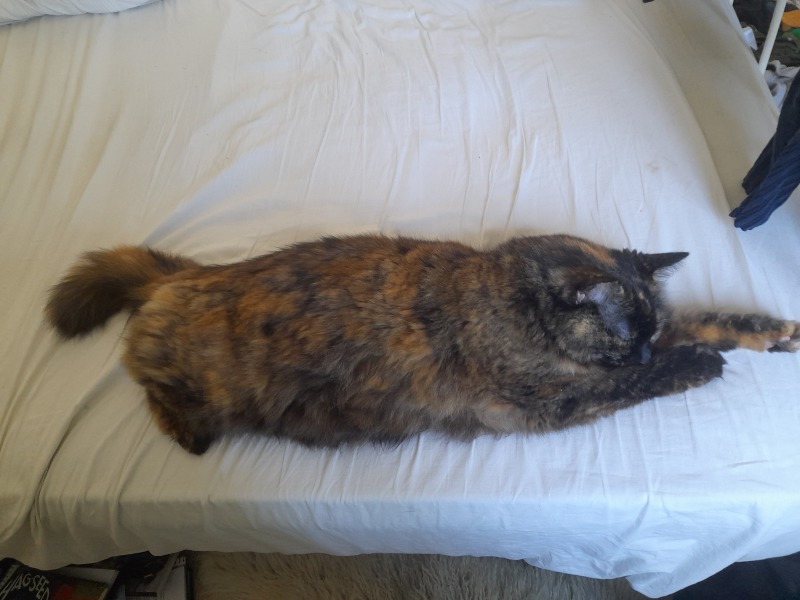 This is a picture of my cat. Where is a picture of your cat?