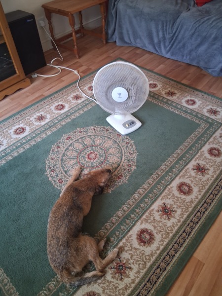 Heatwave! How are your doggos?