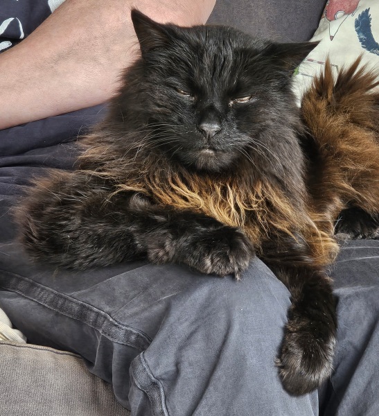 Get A Compass! The Excellent Cats embrace a new rallying cry