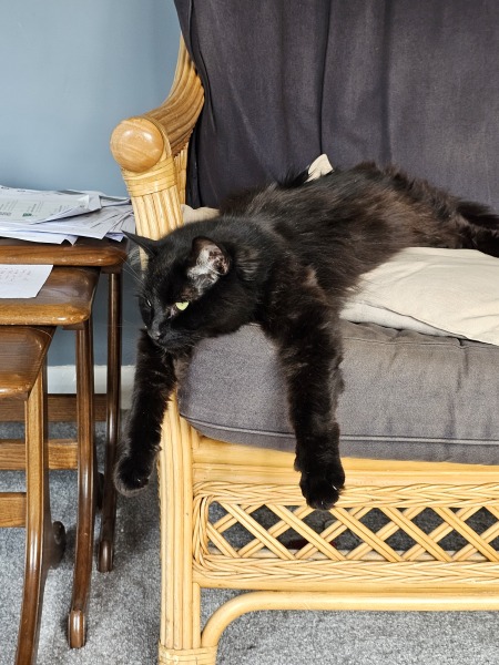 Is this a known cat pose or is mine just a (beautiful) weirdo?