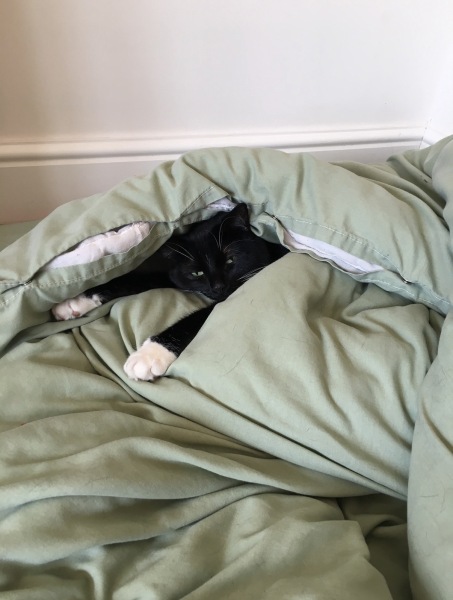 Is this a known cat pose or is mine just a (beautiful) weirdo?