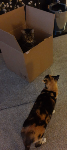 This is a picture of my cat. Where is a picture of your cat?