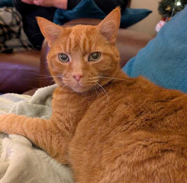 This is a picture of my cat. Where is a picture of your cat?