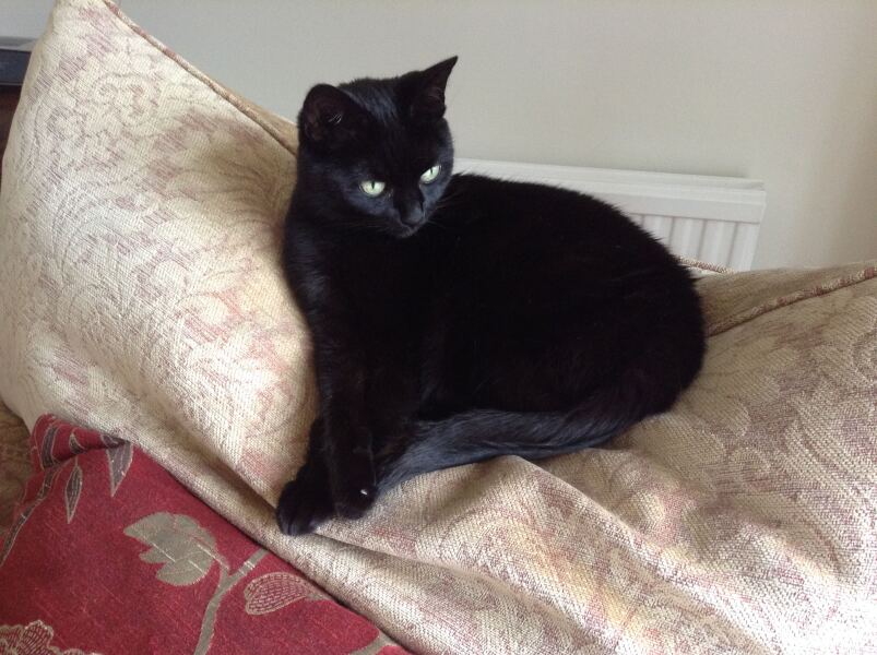 Get A Compass! The Excellent Cats embrace a new rallying cry