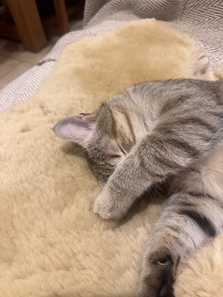 This is a picture of my cat. Where is a picture of your cat?