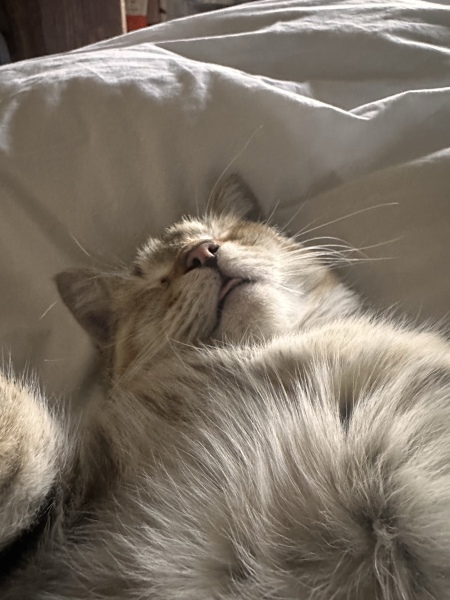 This is a picture of my cat. Where is a picture of your cat?