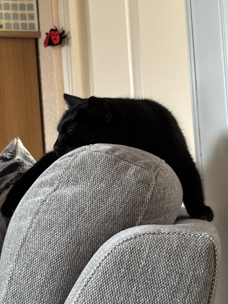Is this a known cat pose or is mine just a (beautiful) weirdo?