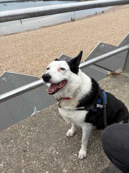 Entitled behaviour of some dog owners