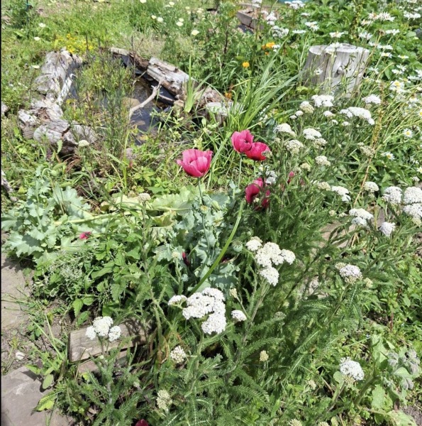 2026 Allotmenteers - have we lost the plot?!