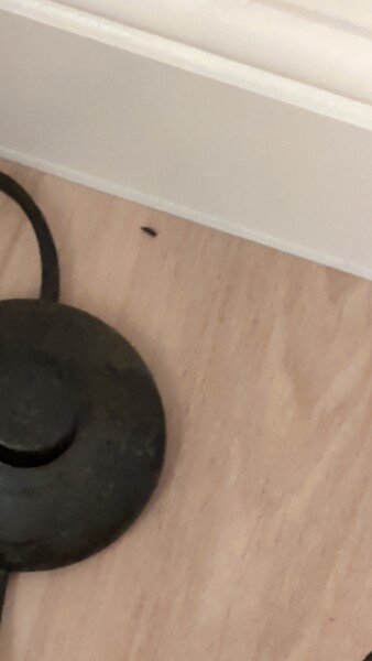 Persistent mice problem despite pest control and repairs affecting my mental health