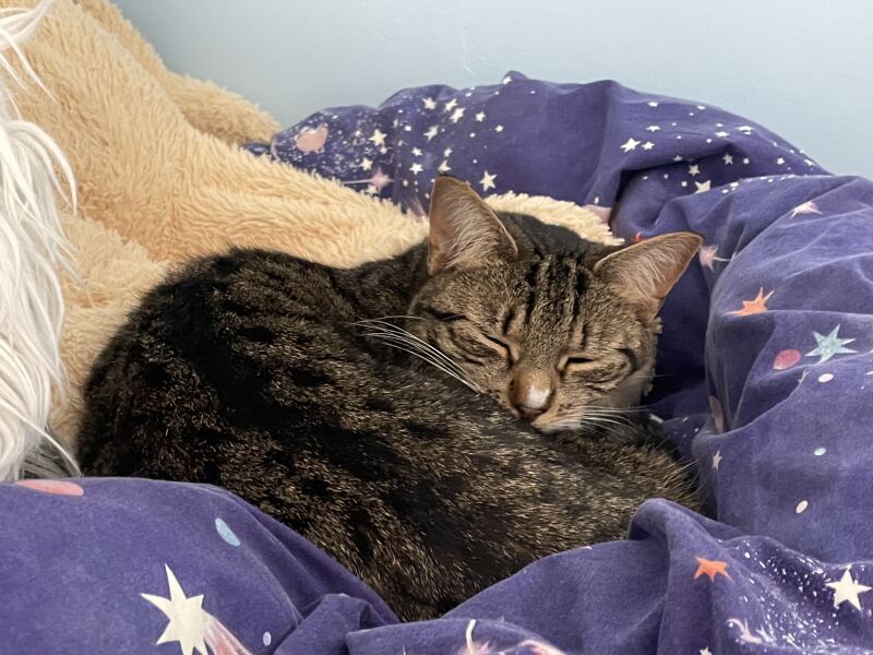 This is a picture of my cat. Where is a picture of your cat?