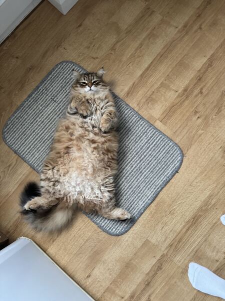 This is a picture of my cat. Where is a picture of your cat?