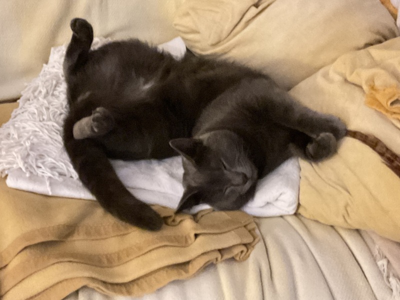 OMG my visitor cat was actually a stray cat and is going to become officially mine - I have questions!  And he needs a name